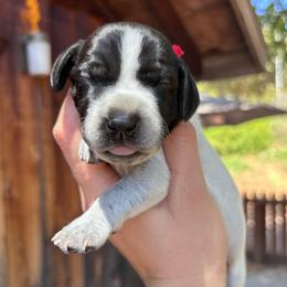 Cayenne- red collar - Black roan male German Shorthaired Pointer puppy in Mokelumne Hill, California from Underhill GSP