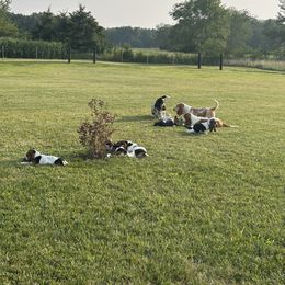 Basset Hound Puppies from TopCrop Bassets