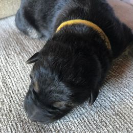 Mac n cheese - Black male German Shepherd puppy in Blairsville, Georgia from Black Sheep German Shepherds