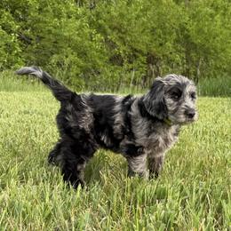 Aussiedoodle, Labradoodle, and Sheepadoodle Puppies from Boxcar Doodles and Poodles