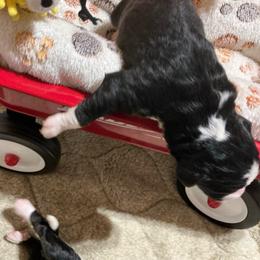 Obi Wan - Tri-color male Bernedoodle puppy in Springfield, Missouri from Doodle Dandy Bernedoodles