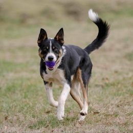 Border Collie All Grown Up from GTR K9 Border Collies