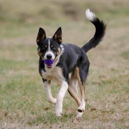 Border Collie All Grown Up from GTR K9 Border Collies