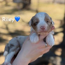 Riley - Red merle male Aussiedoodle puppy in Lancaster, Minnesota from Finney Ranch