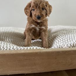 Bernedoodle, Goldendoodle, and Poodle Puppies from Central Valley Canine Companions