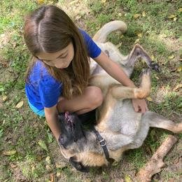 Belgian Malinois All Grown Up from Detto Fatto Malinois