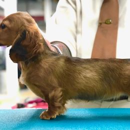 Dachshund Puppies from MyGaDachs