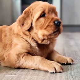Golden Retriever Puppies from Carmel Bliss Golden Retrievers LLC