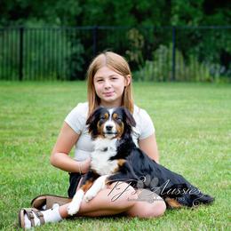Miniature Australian Shepherd puppies from TJ's Aussies