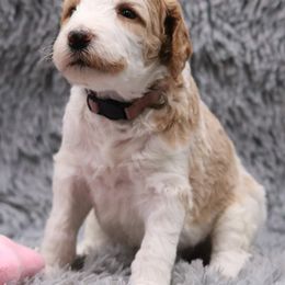 Poodle Puppies from Absolutely Pampered Poodles