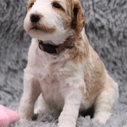 Poodle Puppies from Absolutely Pampered Poodles