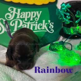 Rainbow - Cream female Dachshund puppy in Monitor, Washington from Shannon Dolly’s Dachshunds