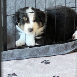 LuLu - Black tri female Miniature American Shepherd puppy in Troy, Ohio from Wiggle Wags Miniature American Shepherds
