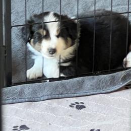 LuLu - Black tri female Miniature American Shepherd puppy in Troy, Ohio from Wiggle Wags Miniature American Shepherds