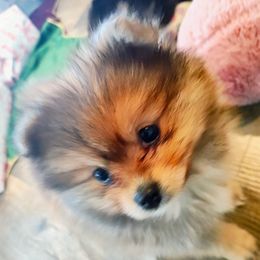 Lover Boy - Pomeranian puppy from Mayhew's Pomeranian Pups