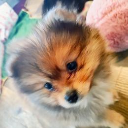 Lover Boy - Pomeranian puppy from Mayhew's Pomeranian Pups