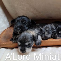 Miniature Schnauzer Puppies from A'Lord Miniature Schnauzer