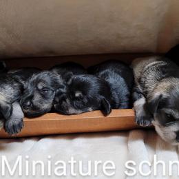 Miniature Schnauzer Puppies from A'Lord Miniature Schnauzer