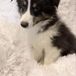 Male 3 - Black white and tan male Shetland Sheepdog puppy in Hobbs, New Mexico from Kailyn Shelties