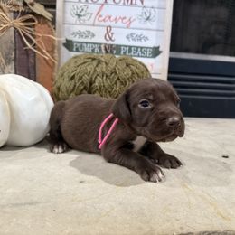 Pink - Liver female German Shorthaired Pointer puppy in Huntington, Texas from B&B GSP’S