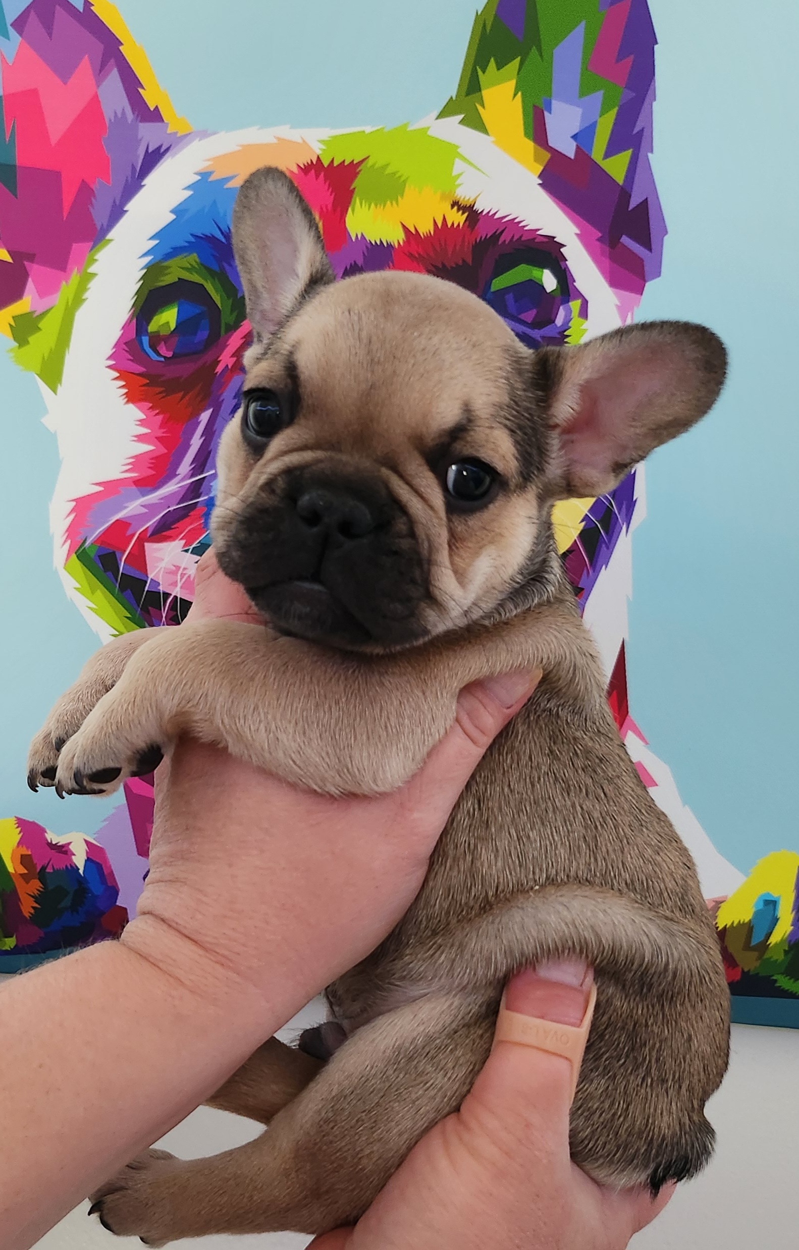 Boy 1 - Fawn French Bulldog puppy in Wattsburg, Pennsylvania from Triple J Frenchies