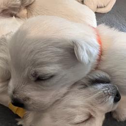 Orange - White male West Highland White Terrier puppy in Kuna, Idaho from Treasure Valley Idaho Westies