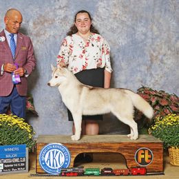 Heidi - Siberian Husky