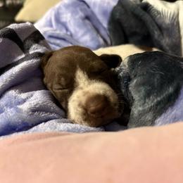 Focaccia (yellow) - Liver roan female German Shorthaired Pointer puppy in Marshfield, Missouri from Suma Kennels