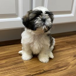 Shih Tzu Puppies from Willow Lane Shih Tzus