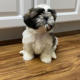 Shih Tzu Puppies from Willow Lane Shih Tzus