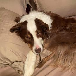 Australian Shepherd Puppies from Johnson Aussies