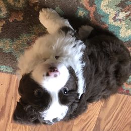 Miniature Australian Shepherd Puppies from Copper Line Aussies