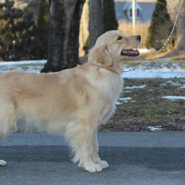 Audrey - Golden Retriever