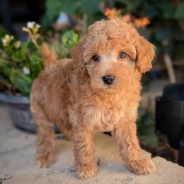 Dorothy Blue Collar Boy - Apricot male Poodle puppy in Laveen, Arizona from Neely Family Poodles