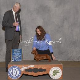 Kayenne - Dachshund