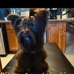 Scar - Yorkshire Terrier