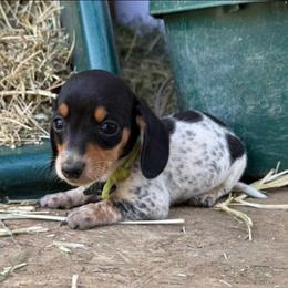 Puppy 5 - Black and tan male Dachshund puppy in Riverside, California from Saddle Up Dachshunds