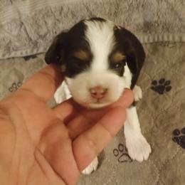 Boy four - Tri-color male Cavapoo puppy in East Providence, Rhode Island from Marta's Cavaliers
