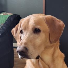 Si/Silas - Labrador Retriever
