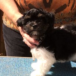 Havanese from Cahawba Havanese