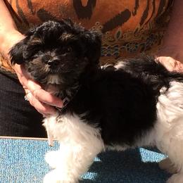 Havanese from Cahawba Havanese