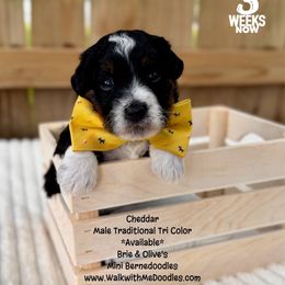Cheddar - Tri-color male Bernedoodle puppy in Orange, Texas from Walk with Me Doodles