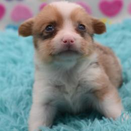 Triton - Red merle and white male American Corgi puppy in Lithia, Florida from Diamondcrest Inc
