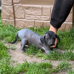 Deadpool - Black white and tan male Xoloitzcuintli puppy in Manitowoc, Wisconsin from Wonderland Kennel