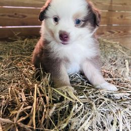 Brittle - Red tri-color female Miniature American Shepherd puppy in Greenboro, North Carolina from Rustlingrass Miniature American Shepherds