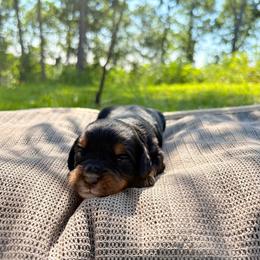 Acadia - Phantom female Bernedoodle puppy in Travelers Rest, South Carolina from Bernedoodle.do
