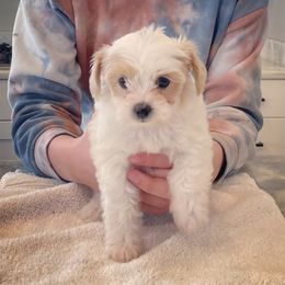 Ginger - Gold and white Shihpoo puppy in Kaysville, Utah from Havenwood Emotional Support Animals