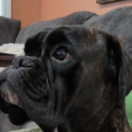 Mia - Boxer