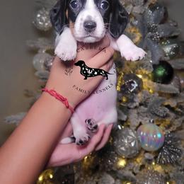 Lucy - Piebald female Dachshund puppy in Modesto, California from Cabrera Family Kennels