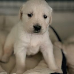 Golden Retriever Puppies from Glenmac Goldens